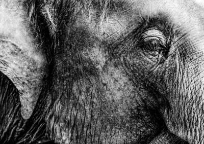 Nahaufnahme eines Elefantenauges mit strukturierter Haut Schwarz-Weiß