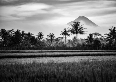 Reisfelder und Palmen mit Vulkan im Hintergrund Bali Schwarz-Weiß