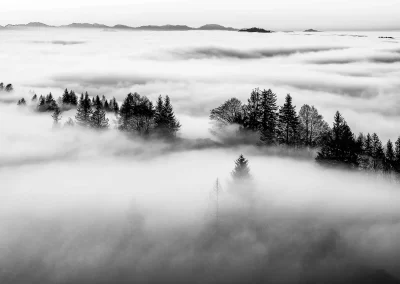 Bäume ragen aus Nebelmeer Schwarz-Weiß Landschaft