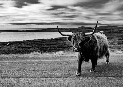 Schottisches Highland-Rind steht auf einer Straße vor See und Landschaft Schwarz-Weiß
