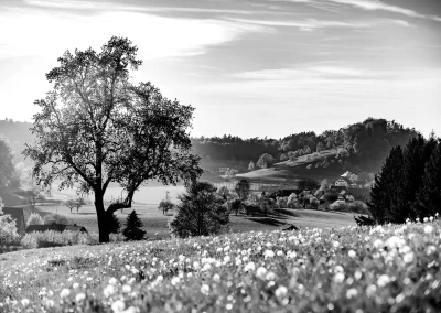 Ländliche Landschaft mit Baum und Wiesen Bodensee Region Schwarz-Weiß